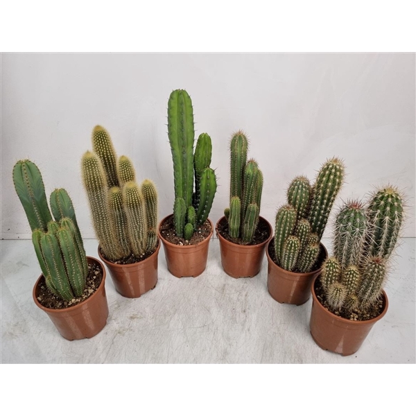 <h4>Cereus Mixdoos</h4>