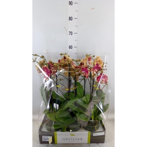 Phalaenopsis   ...red