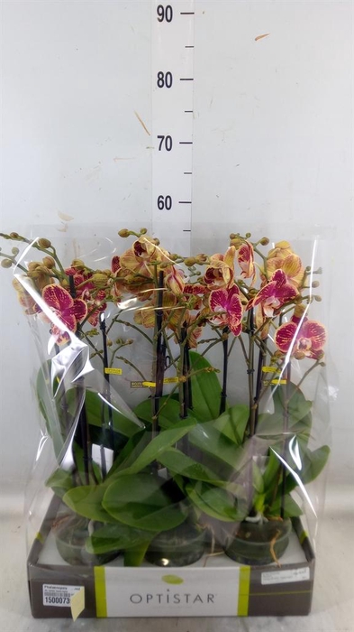 <h4>Phalaenopsis ...red</h4>