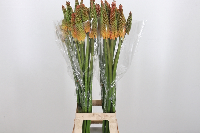 Kniphofia Alcazar