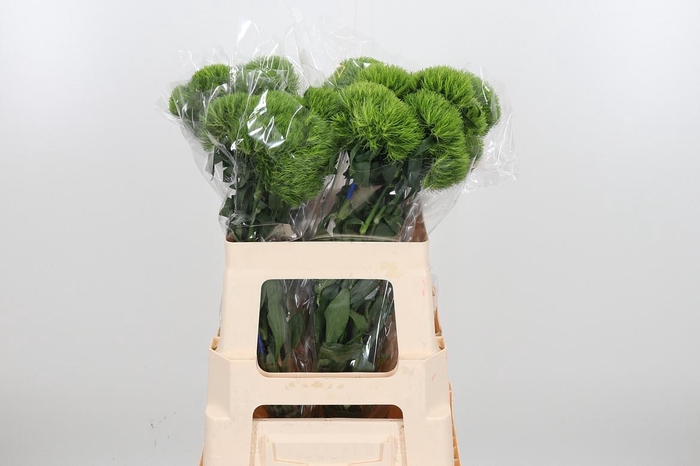 <h4>Di Barb Kiwi Mellow</h4>