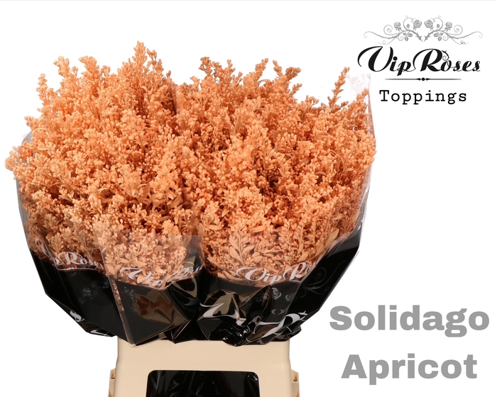 SOLIDAGO APRICOT