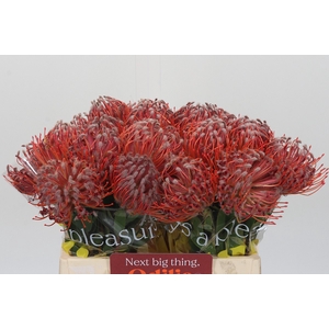 Nutans Scarlet Ribbon