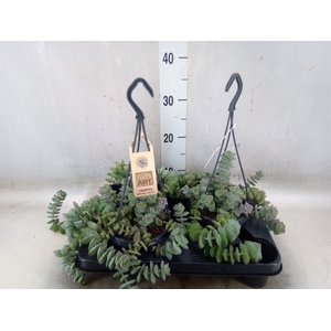 Crassula   ...