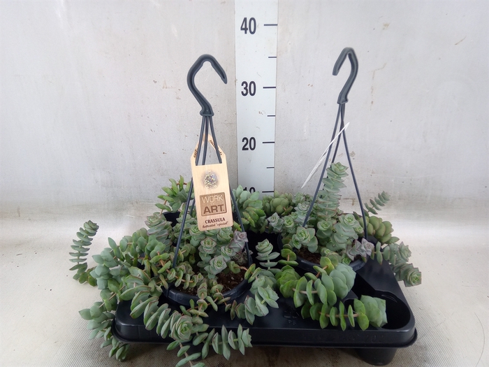 <h4>Crassula   ...</h4>