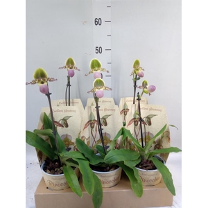 Paphiopedilum   ...multiflower mix