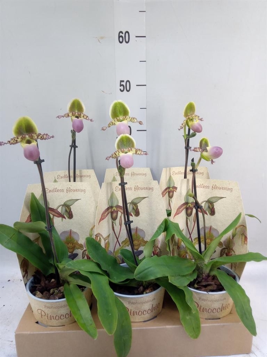 <h4>Paphiopedilum   ...multiflower mix</h4>