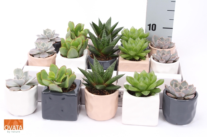 <h4>SUCC GEM 5 SRT</h4>