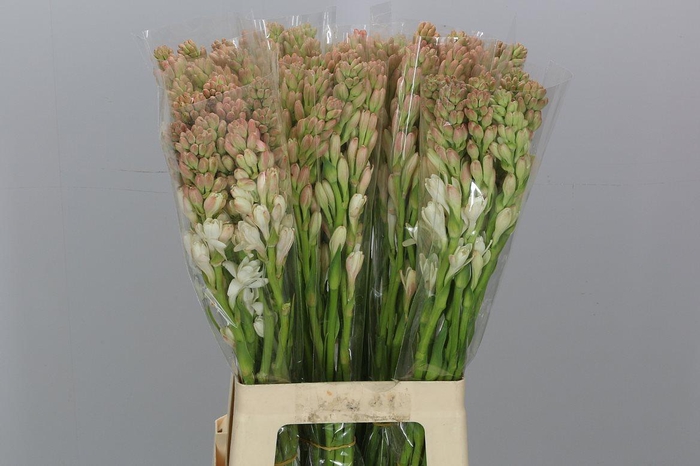 <h4>Polianthes Tuberosa</h4>