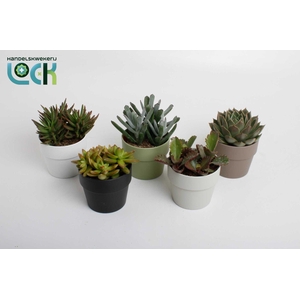 Succulenten mix in Sven kleuren mix