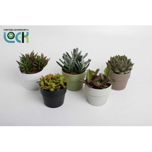 Succulenten mix in Sven kleuren mix