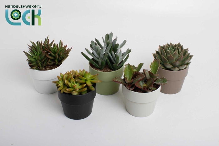 <h4>Succulenten mix in Sven kleuren mix</h4>