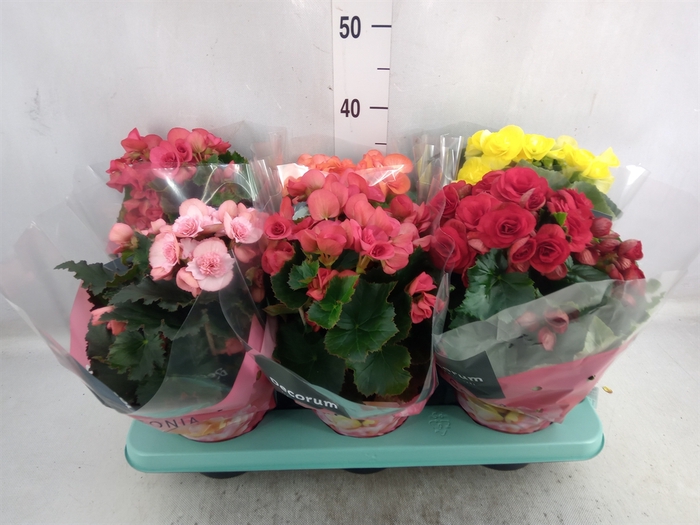 <h4>Begonia elat. DU   ...mix</h4>