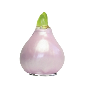 Amaryllis TOW Celebration Pearl Pink, 6x1, rode bloem, Tray236