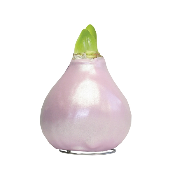 <h4>Amaryllis TOW Celebration Pearl Pink, 6x1, rode bloem, Tray236</h4>