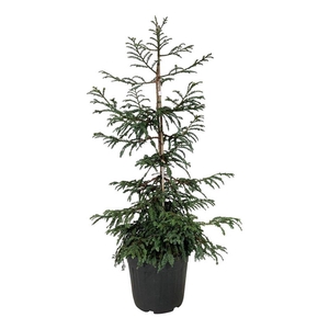 Sequoia s. 'Cantab'