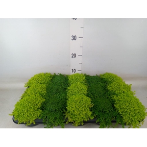 Soleirolia soleirolii   ...mix 2