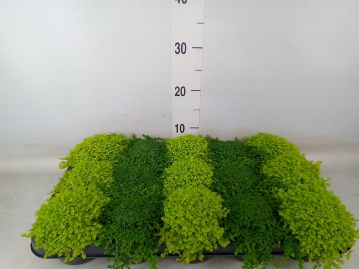 <h4>Soleirolia soleirolii   ...mix 2</h4>