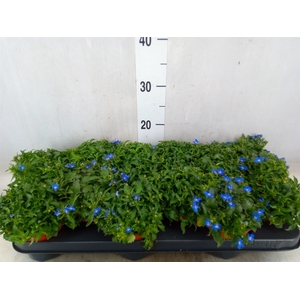 Lobelia richardii