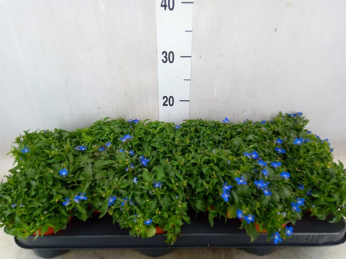 <h4>Lobelia richardii</h4>