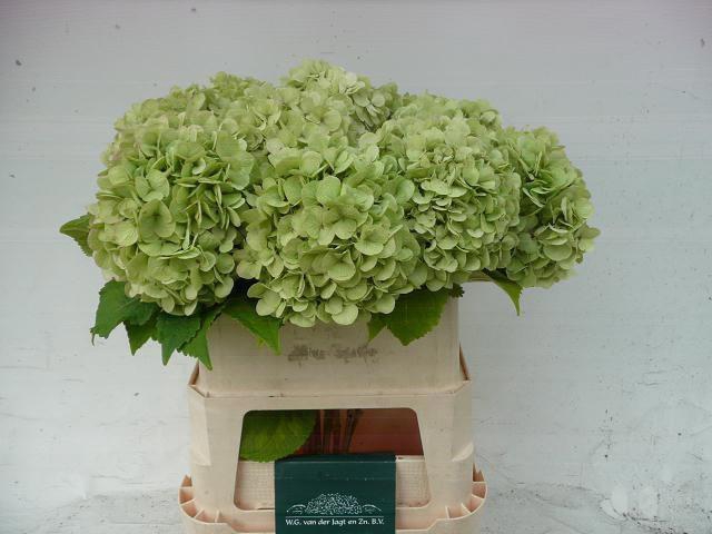 <h4>HYDR M  BLIZZARD CL</h4>