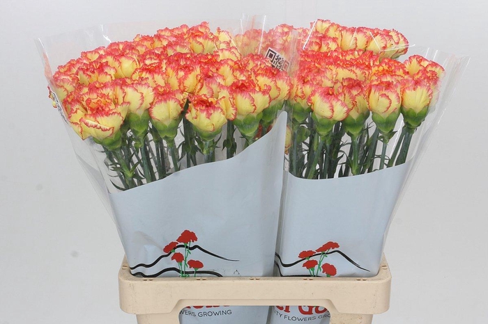 <h4>Dianthus St Rita</h4>