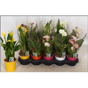 ** Zant Gem 4 + In Deco Pot * Spring Deal *