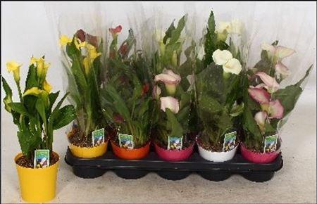 <h4>** Zant Gem 4 + In Deco Pot * Spring Deal *</h4>