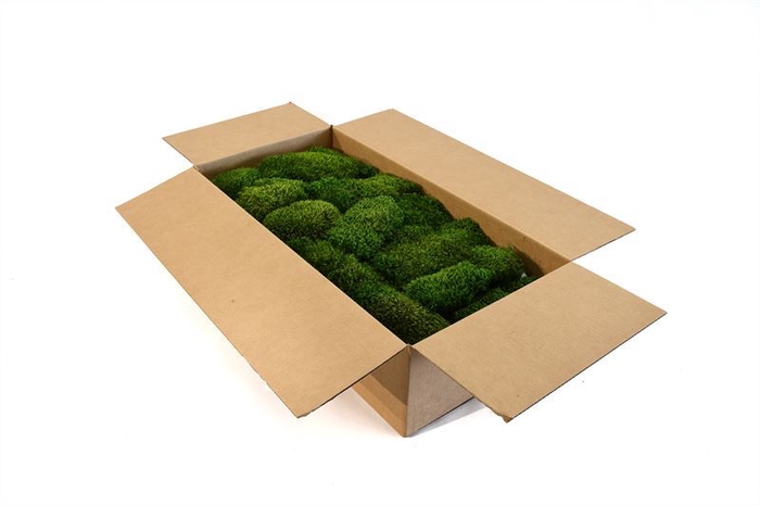 <h4>Hair Moss Gepreserveerd Bulk ca. 0.8 - 1m2</h4>