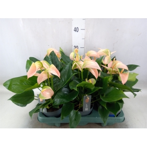 Anthurium andr. 'Joli Peach'