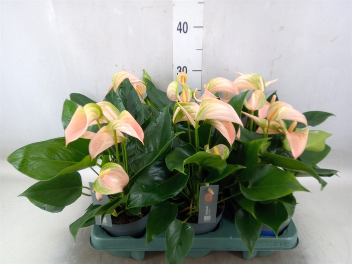 <h4>Anthurium andr. 'Joli Peach'</h4>