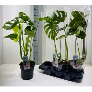 MONSTERA DELICIOSA