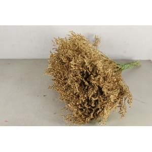 DF Gonio Tat. Bs Antique Gold.15pc