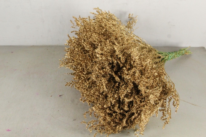 DF Gonio Tat. Bs Antique Gold.15pc