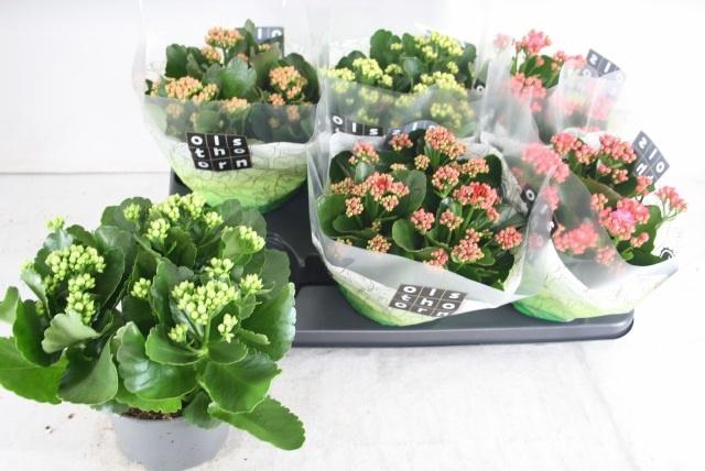 <h4>KAL GE GEM 5 KL</h4>