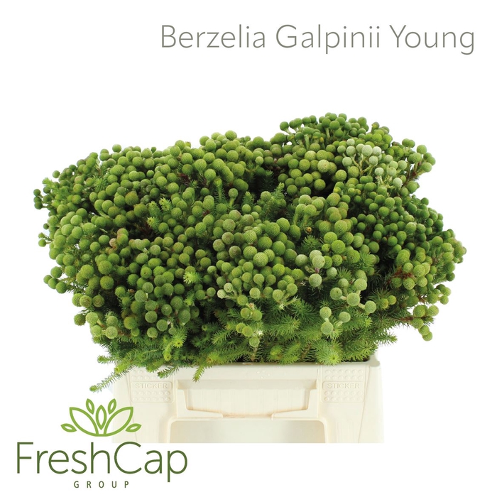 <h4>Berzelia Galpinii (baubles) Young</h4>