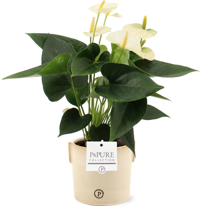 <h4>Anthurium 12 cm Cocos in Pure Lauren ceramics</h4>