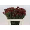 Leucadendron Blush Spray