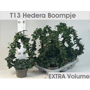 .Hedera helix tree shape