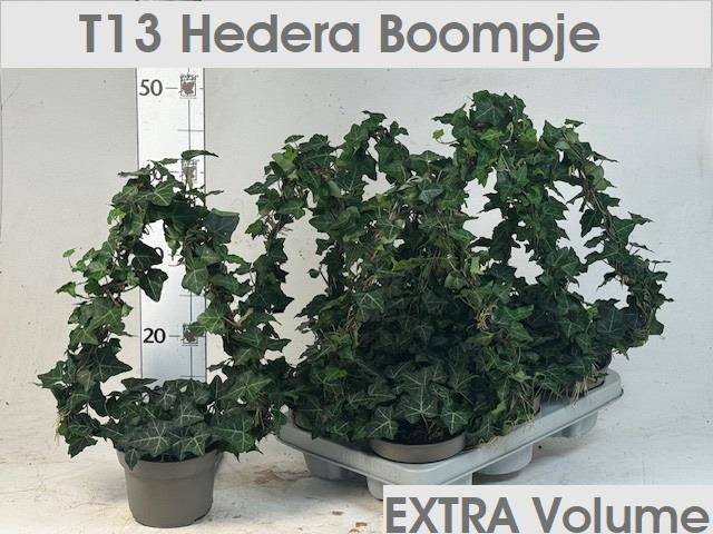 <h4>.Hedera helix tree shape</h4>