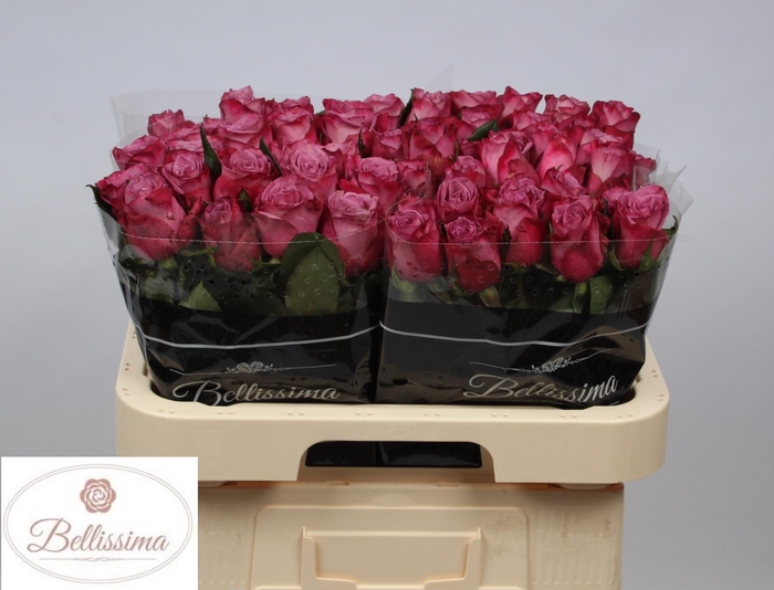 <h4>R GR MOODY BLUES!</h4>