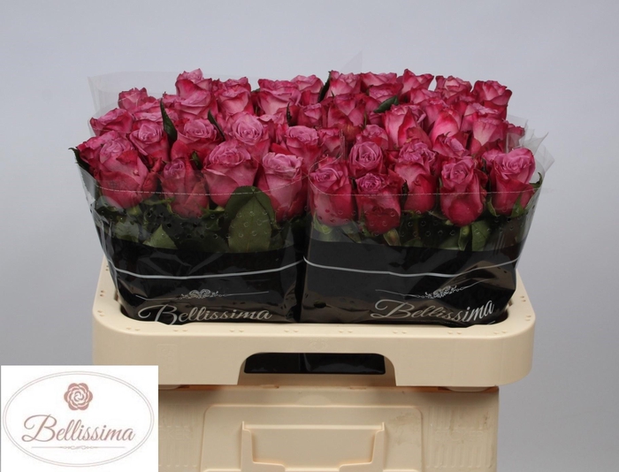 <h4>R GR MOODY BLUES!</h4>