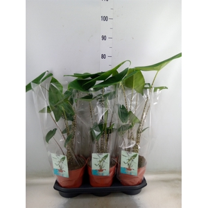Alocasia zebrina