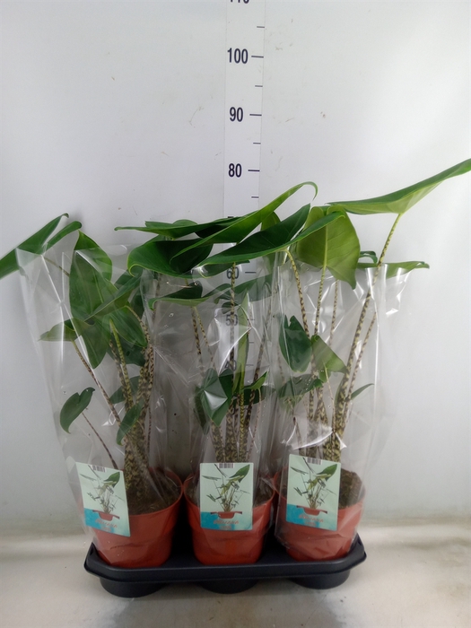 <h4>Alocasia zebrina</h4>