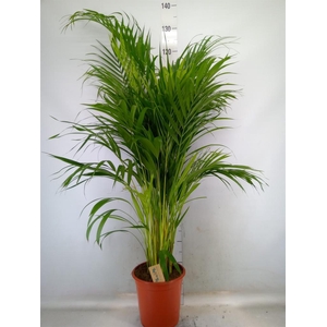 Dypsis lutescens   ...Chrysalidoca