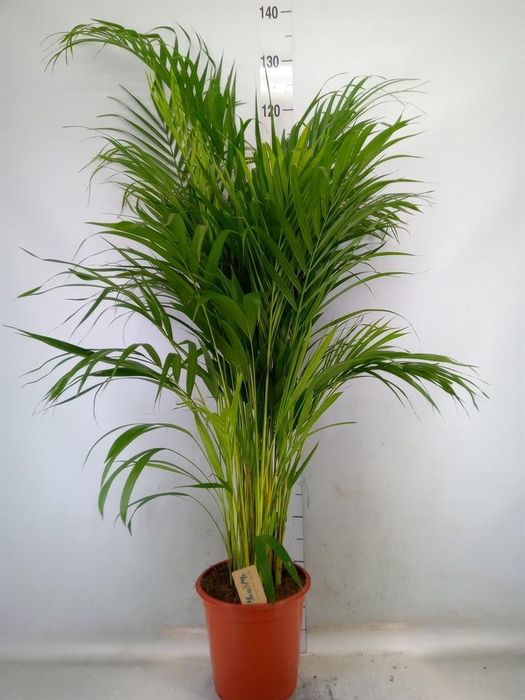 <h4>Dypsis lutescens   ...Chrysalidoca</h4>