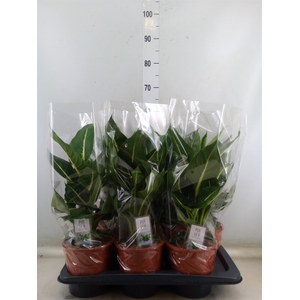 Dieffenbachia  'Green Magic'