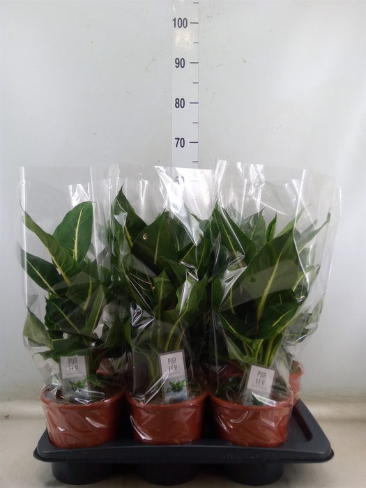<h4>Dieffenbachia  'Green Magic'</h4>