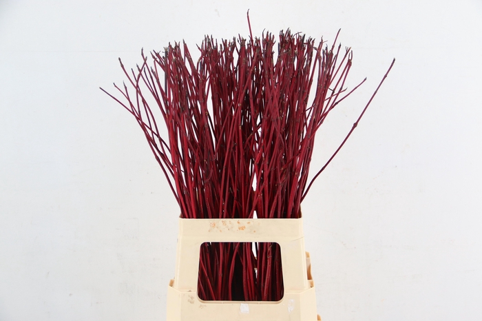 <h4>CORNUS ALBA SIBIRICA</h4>