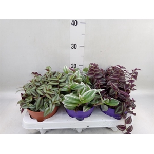 Tradescantia   ...mix
